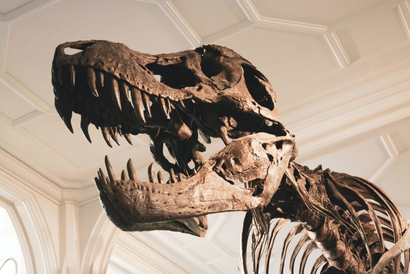A skeleton of a T-Rex dinosaur